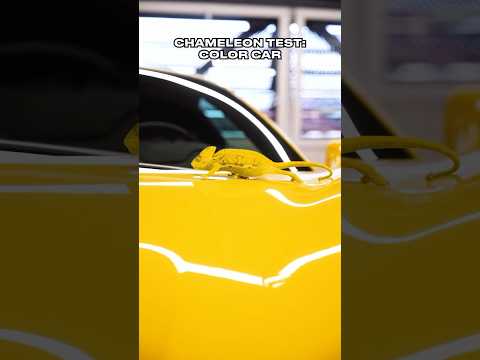 How Fast💨 A Chameleon🦎 Change Color 😱 #shorts #youtubeshorts #ytshorts #viralvideo #viralshorts