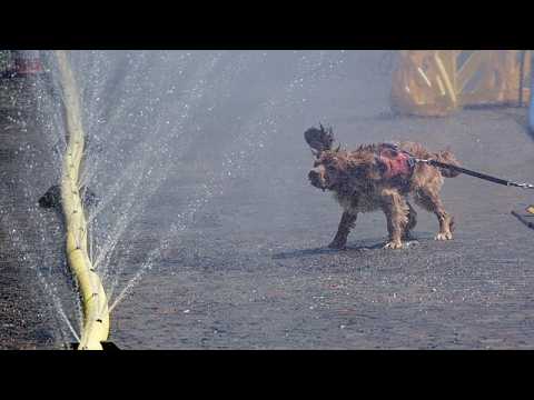 Video Thumbnail: Germany heatwave sees Cologne residents cool off in mist
