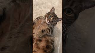 Download lagu #catoftheday #catlovers #cat #cats @nala.ella mp3 Download lagu #catoftheday #catlovers #cat #cats @nala.ella mp3