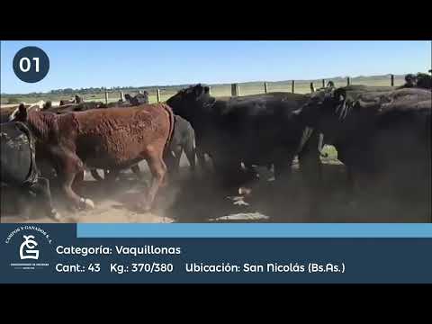 Lote VQ Consumo - San Nicolás Bs AS