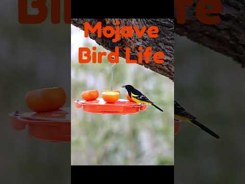 DAY 23 OF 50 BIRD FEEDERS IN 50 DAYS 🐦 #orioles #birds #birdfeeder #birdfeeding #birdlovers #shorts