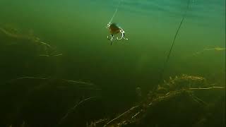 Headbanger wobler Cranky Shad 12,7cm 63g BG