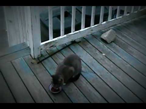 "Hello" Kitty-- Adorable kitten appears to say "hello".