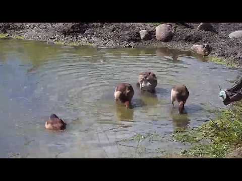 Djuma: Egyptian Goose family in the pan - 13:25 - 04/23/20