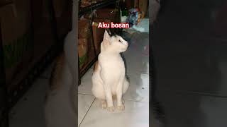 Download lagu bosan aku #cat mp3