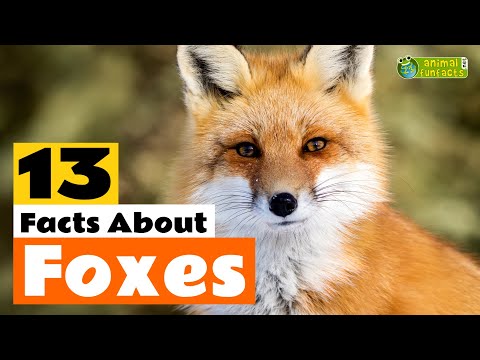 13 Facts About Foxes 🦊 - Learn All About the Fox - Animals for Kids - Educational Video