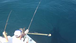 preview picture of video 'Cobia Fishing off Emerald Isle'