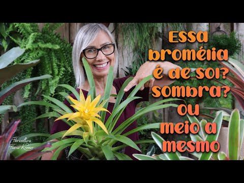 Bromeliads in Sun, Shade or Partial Shade | Flávia Kremer