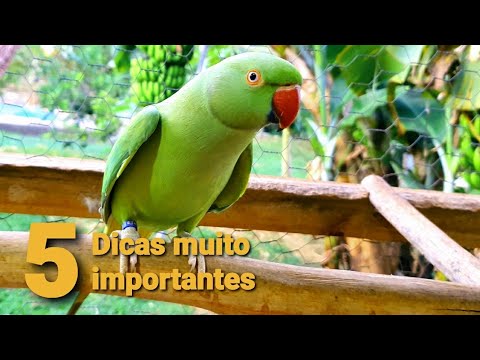 5 IMPORTANT PRECAUTIONS TO TAKE WITH YOUR RING NECK 4K