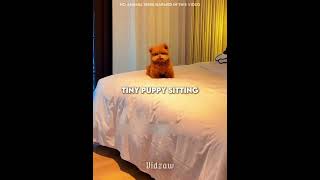Download lagu He Thought This Puppy Was a Toy 🐶 #usa mp3