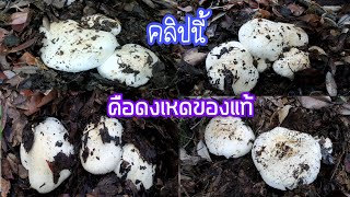 Ep2. 4/4 เก็บเห็ดมัทสึทาเกะหรือเห็ดญี่ปุ่นในอเมริกา 27/12/21