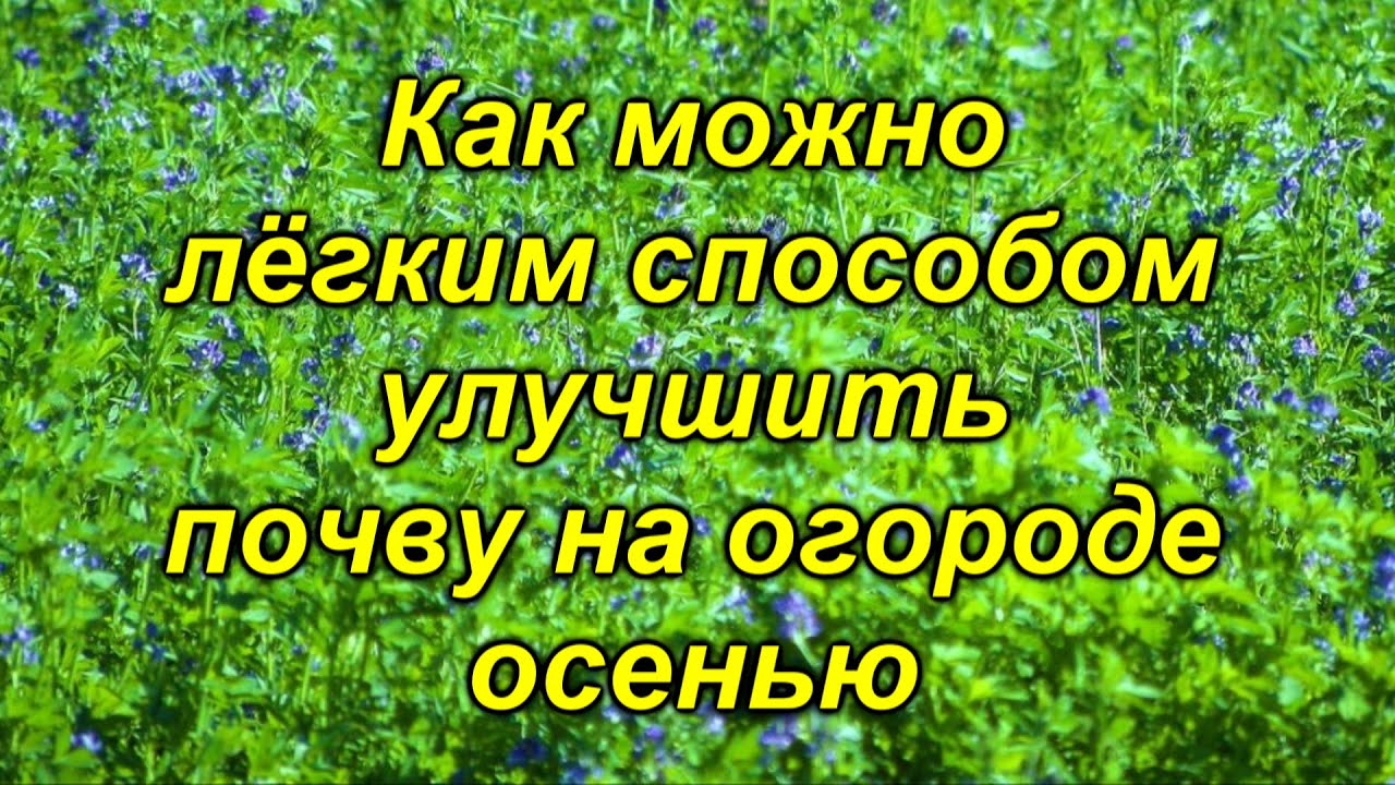 Отличный способ за копейки обеспечить осенью почву азотом к следующему сезону.
