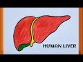 Liver Drawing || Liver Drawing Easy || How To Draw a Liver || Human Body Organs Drawing...