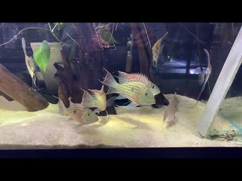 2025 Geophagus sveni looking spectacular