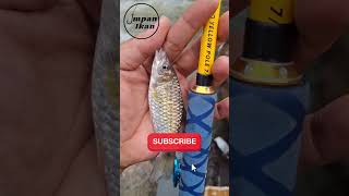 Download lagu What makes you so excited about fishing for wader fish? mp3