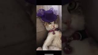 Cute/funny animal compilation