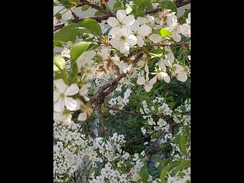 shorts#beautiful flowers in Moscow#beautiful spring flowers in a flowerbed in Russia