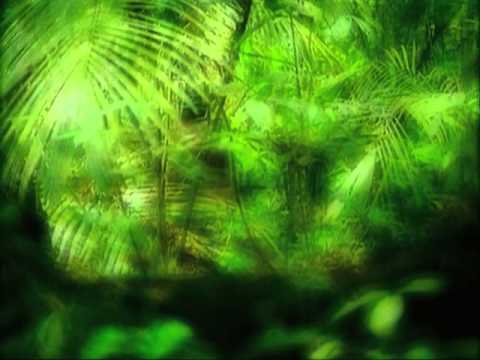 Deep Forest   Forest Hymn