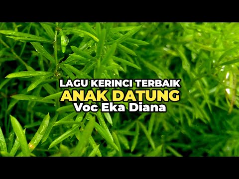 Lagu Kerinci Terbaik ANAK DATUNG || Voc Eka Diana