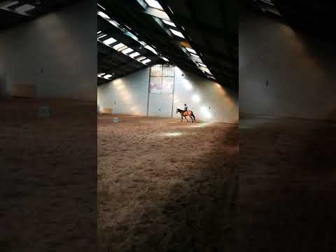 Gelding PRE Pure Spanish Bred For sale 2013 Bay