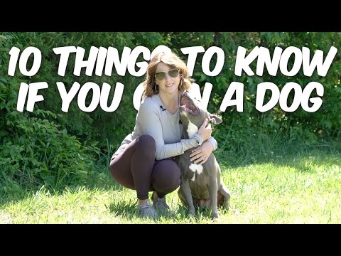 10 Things You Should Know If You Own A Dog