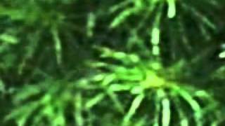 Mary Jane Leach -- Trio for Duo