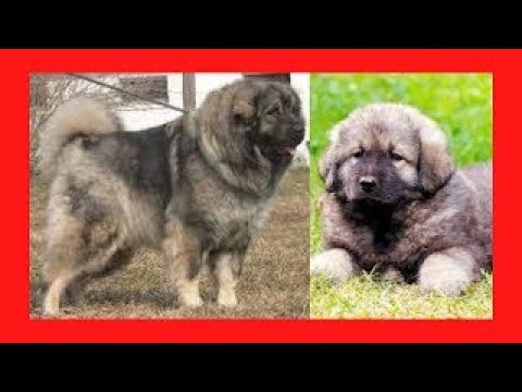 ✅+pastor YOGUSLAVO o CHARPLANINATZ+✅ precio,caracteristicas,caracter,cuidados,cachorro,documental