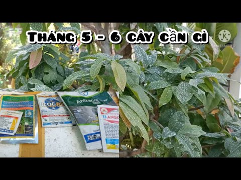Chăm sóc mai vàng tháng 5 - 6 AL | mùa mưa nên bón phân - xịt thuốc gì