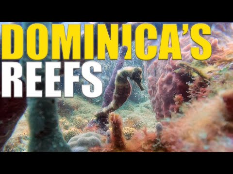 The Reefs of Dominica - Dominica Scuba Diving Adventure - Ep 119