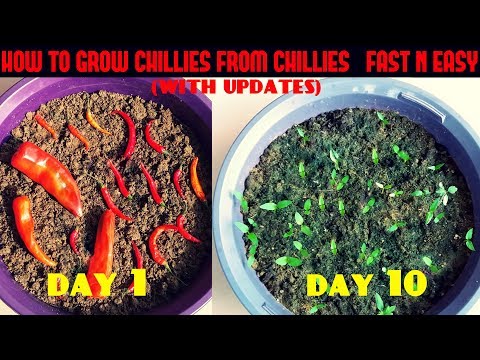download lagu mp3 mp4 How To Grow Green Chillies At Home In Pots, download lagu How To Grow Green Chillies At Home In Pots gratis, unduh video klip How To Grow Green Chillies At Home In Pots