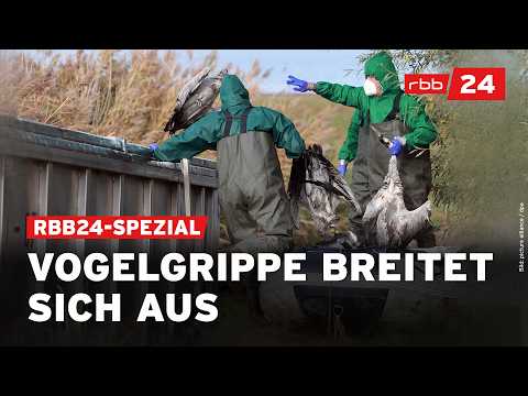 Vogelgrippe in Brandenburg: Tierseuche trifft Kraniche und Bauern hart | rbb24 Spezial