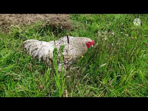 , title : 'Coucou de Malines Rooster x Harco laying hens.'