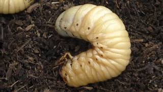 【サラリアかんさつ日誌】「カブトムシ！らいねんもあおう！」～④サナギ前、最後の土替えのはずが…～