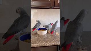 Three Cute Grey Birds ❤️❤️❤️ #cute #animals
