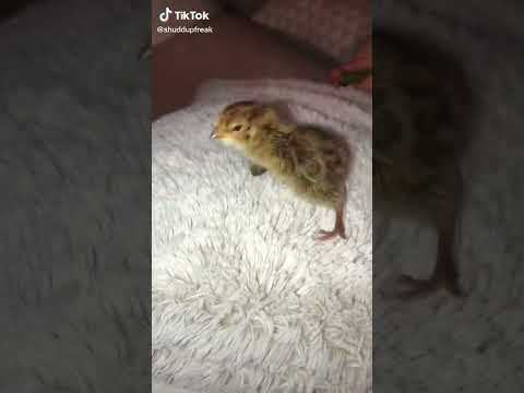 2021 03 04 @shuddupfreak 6935856261305044229