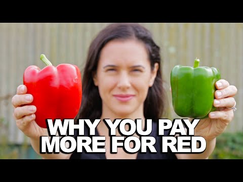 BELL PEPPER | How Does it Grow?