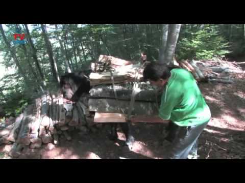 Samarica u Kranjskom selu 2011.