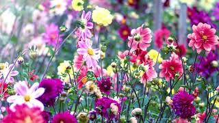 Lucifer Luscious Violenoue - Yume no Hate Made [夢の果てまで] + romaji lyrics + sub. español + eng. subs