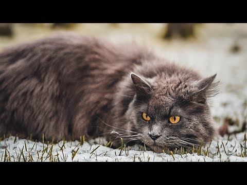 Fast hätten Sie den Vogel erwischt! 