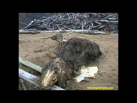 Scp 682 roar sound effect