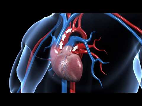 How does human circulatory system work – 3D animation – in English