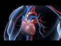 How Does Human Circulatory System Work 3D Animation In English