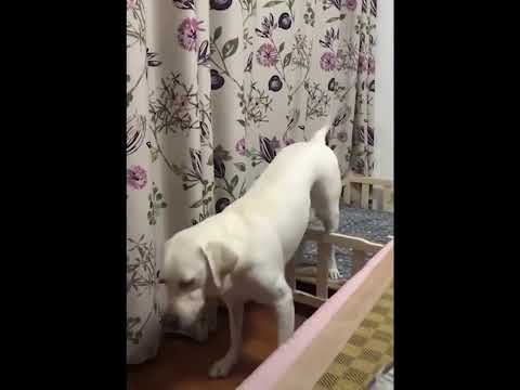 funniest animal videos of 2022 - funny golden retriever dogs and cutest golden puppies  V.18483 #fu