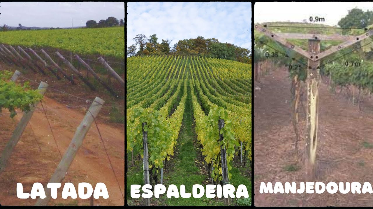 SISTEMAS DE CONDUÇÃO PARA VIDEIRA (UVA)