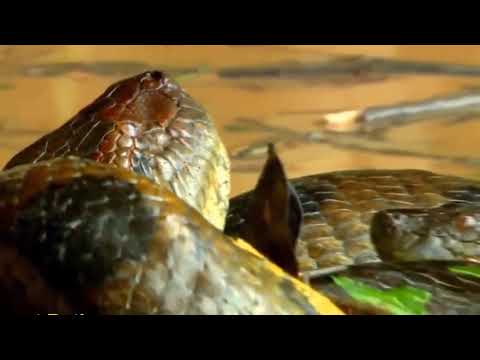 Die längste Schlange des Anaconda Welt im amazonas gefunden