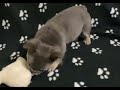 French Bulldog dogs for sale: Tulip- (Fluffy female) - Video 1