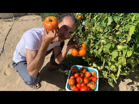 , title : 'لو زرعت الطماطم بنفس طريقتي🍅ستحصل على محصول وفير جدا طوال العام وستقوم بتصدير باقي الطماطم للخارج😍'