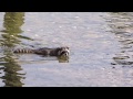 Raccoon Swimming And Clam Digging