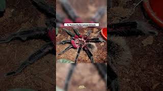 Download lagu 4 LABA LABA RAKSASA #shorts #shortsvideo mp3 Download lagu 4 LABA LABA RAKSASA #shorts #shortsvideo mp3