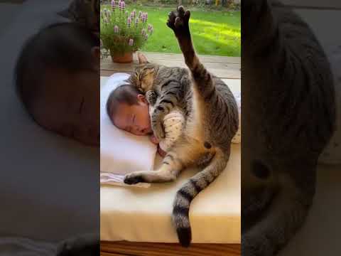 ﾈｯｺ（よっこいしょ…ﾌﾞﾎﾞｯ）ｲｯﾇ「ｽﾀｽﾀｽﾀ…」→結果…　#shorts